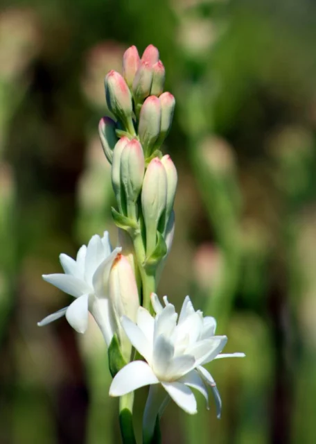 Fioritura di tuberosa