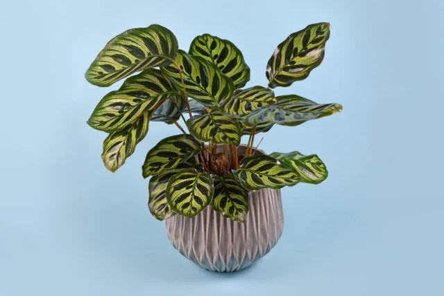 Calathea makoyana in vaso