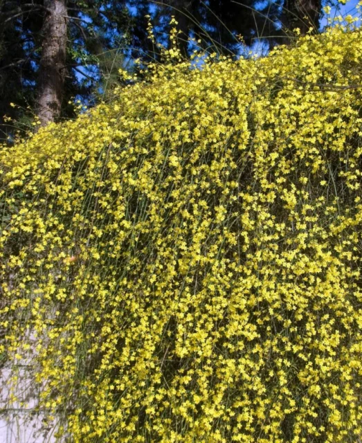 Jasminum nudiflorum per ricoprire un muro