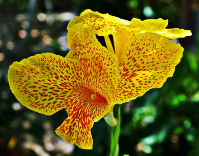 Fioritura di Canna indica