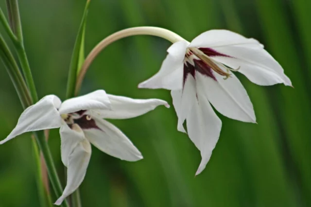 Acidanthera