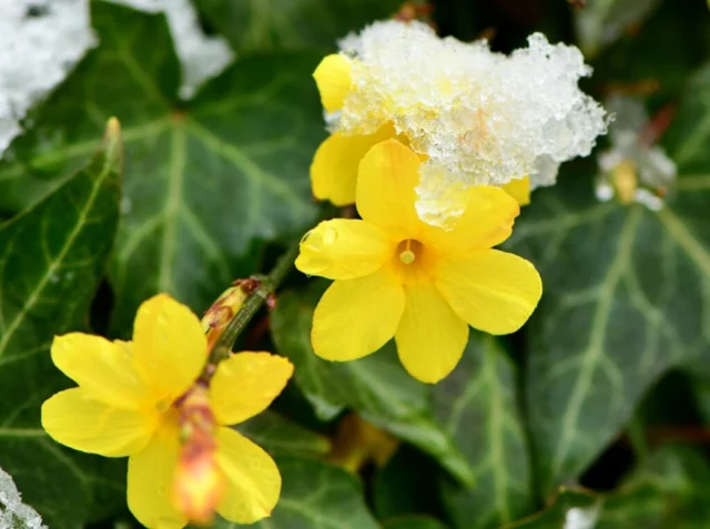 Sotto la neve fiori di Jasminum nudiflorum