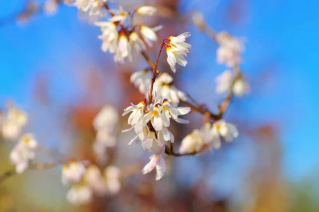 Abeliophyllum distichum: un tripudio di profumo