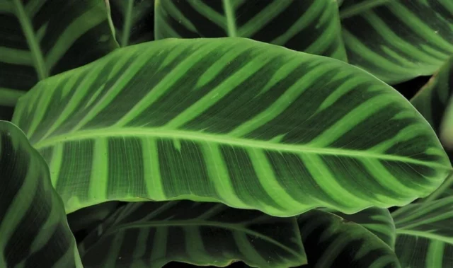 La morbidezza delle foglie di Calathea zebrina