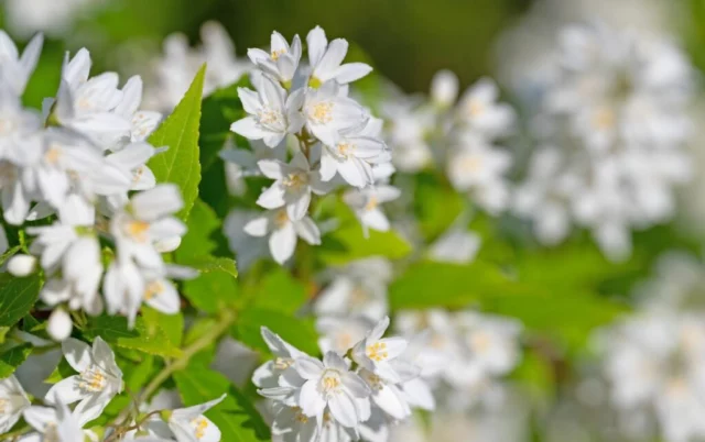 Deutzia gracilis