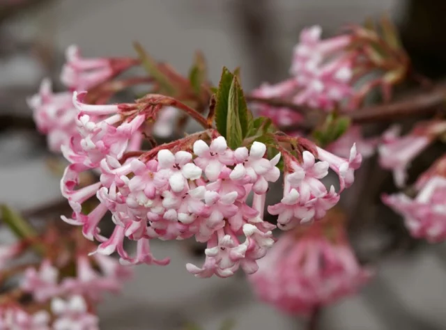 Viburnum bodnatense 'Dawn'