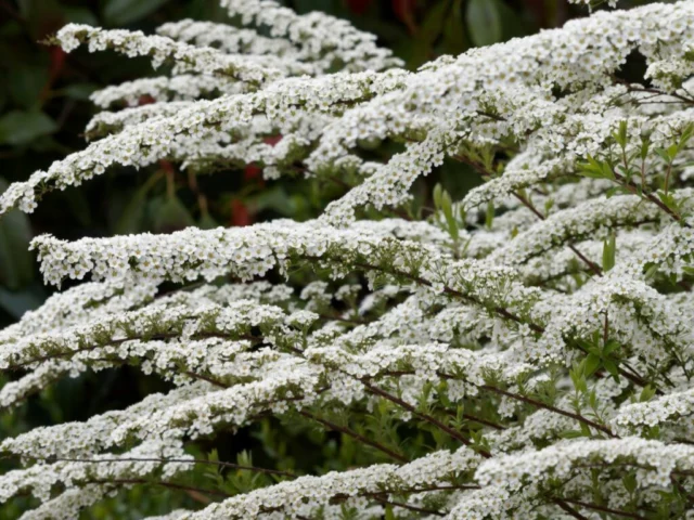 Spiraea 'Arguta'