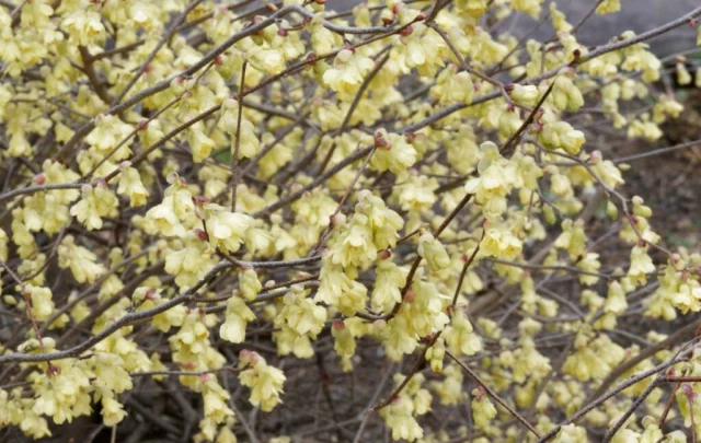 Pioggia di fiori