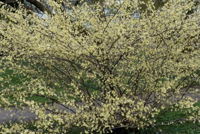 Corylopsis pauciflora, l'arbusto in piena fioritura