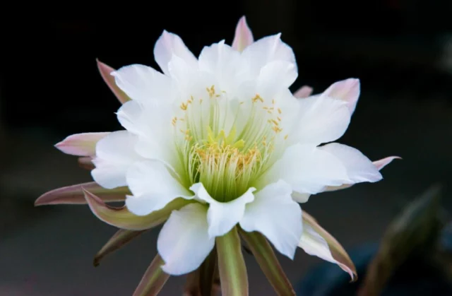 Il fiore di un cactus