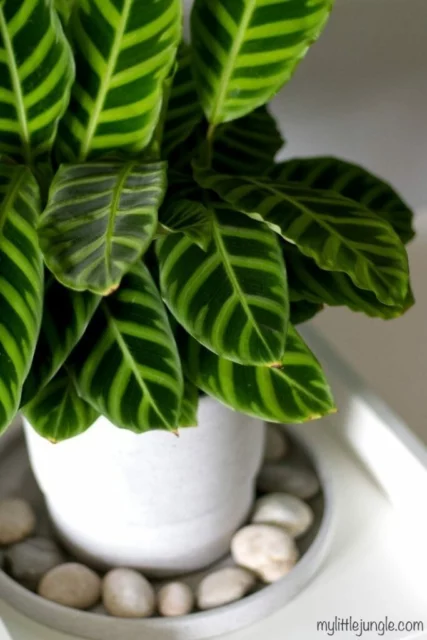 Una giovane pianta di Calathea zebrina in vaso