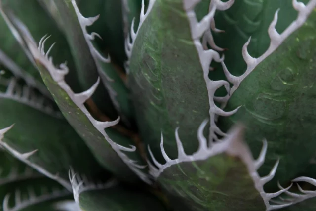 Agave titanota piante grasse