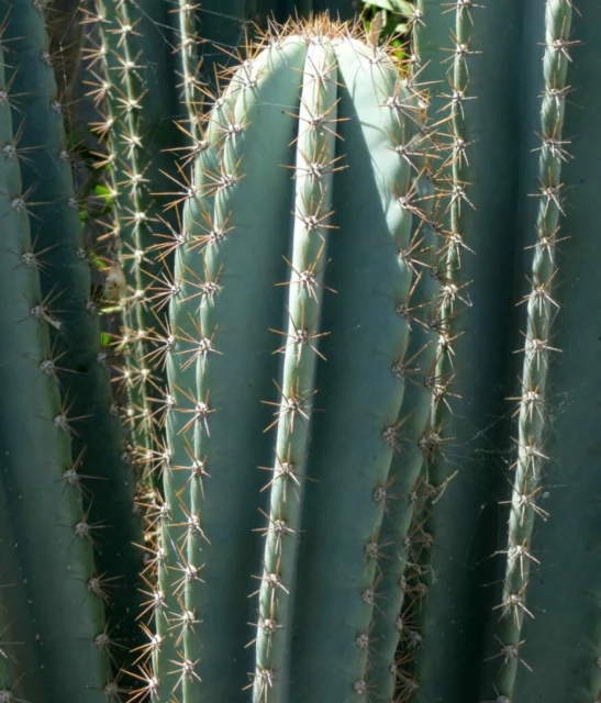 Cereus peruvianus