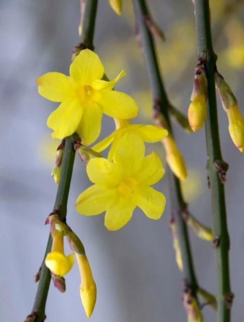 Fiori di Jasminum nudiflorum