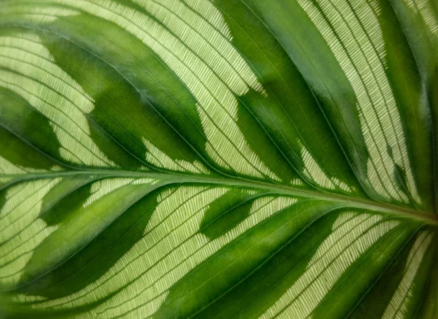 Dettaglio dei disegni di una foglia di Calathea makoyana