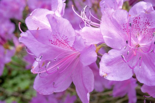 Azalea mollis fiori malva