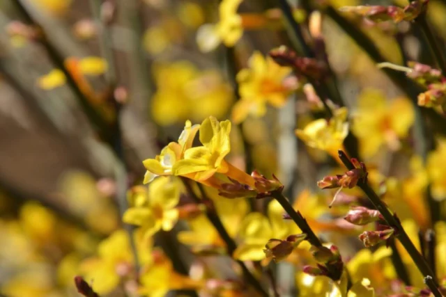 Sole nel sole, i fiori di J. nudiflorum