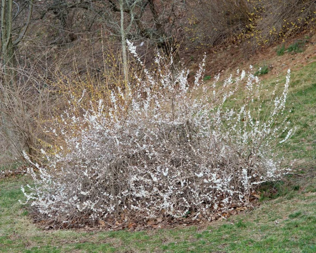 Un esemplare adulto di Abeliophyllum distichum