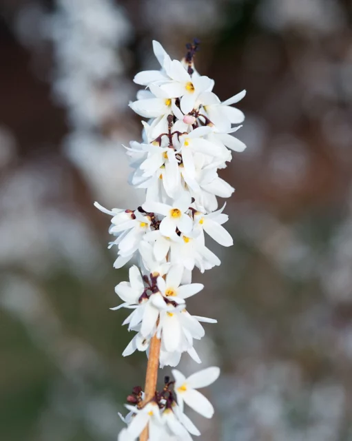 Fiori all'assalto di un ramo di Abeliophyllum distichum