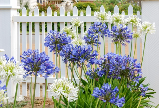 Agapanthus