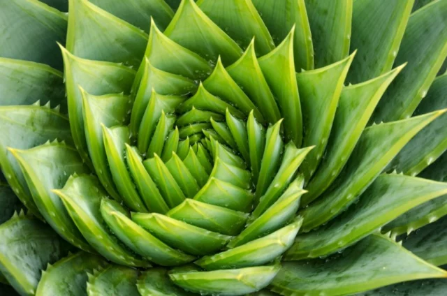 Perfezione dell'Aloe