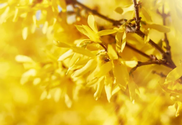 Forsythia