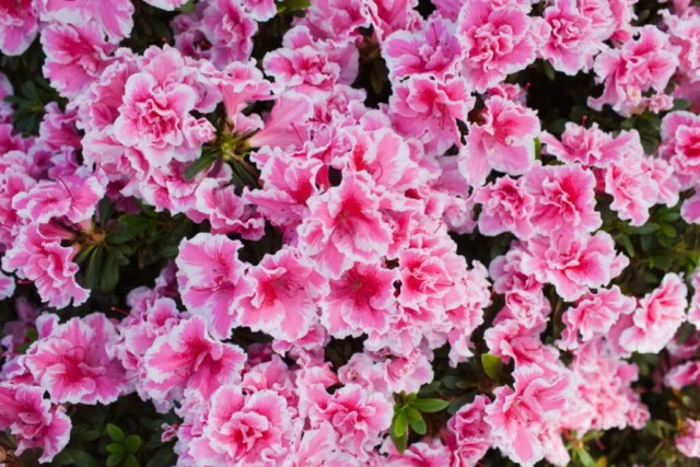 tripudio di fiori di azalea