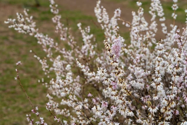 I rami carichi di fiori al sole