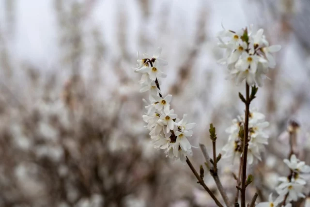 Rami fioriti di Abeliophyllum distichum