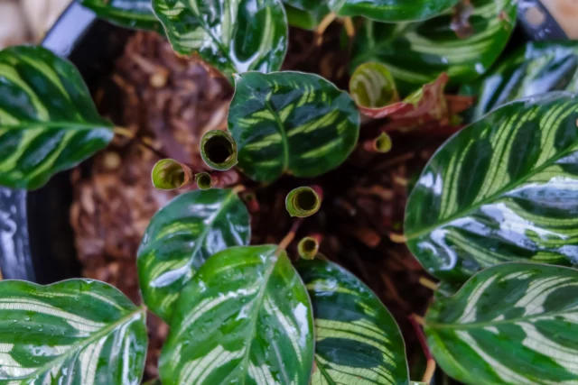 Foglie nuove di Calathea Makoyana