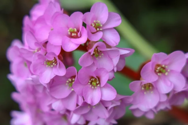 Bergenia, fioritura