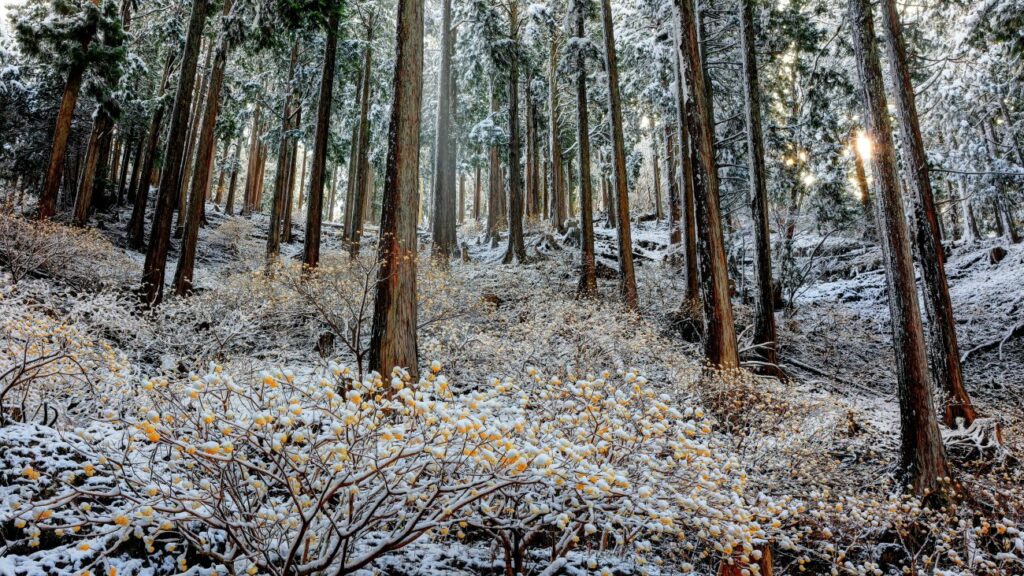 I boschi innevati con arbusti spontanei di Edgeworthia fioriti sotto la neve