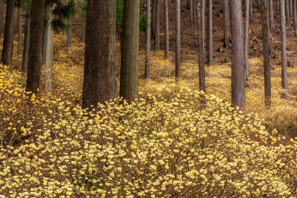 La fioritura di Edgeworthia chrysantha in natura