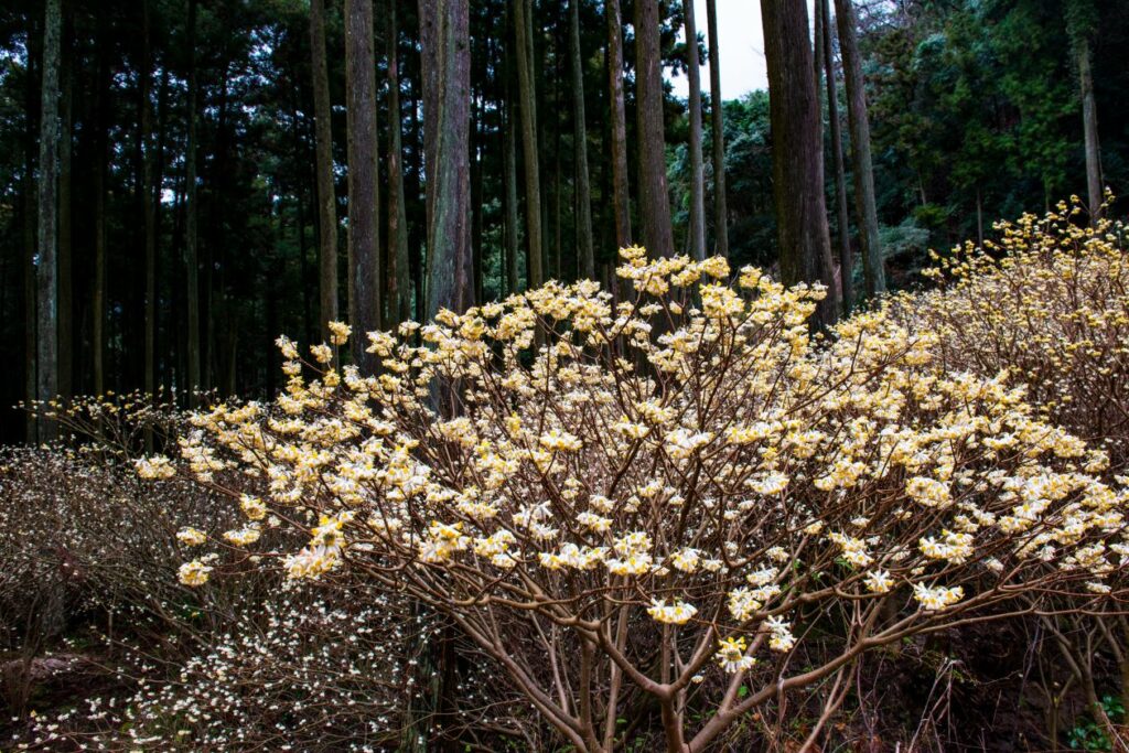 Il portamento di un arbusto di Edgeworthia chrysantha