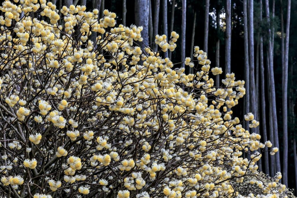L'arbusto di Edgeworthia chrysantha