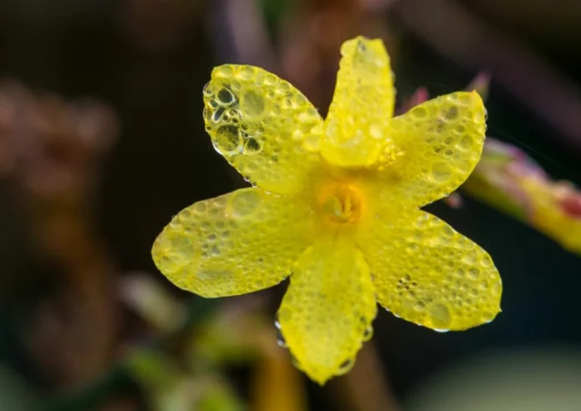 Goccioline su un fiore