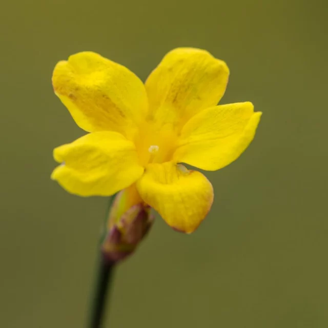 Macro di un fiore di Jasminum nudiflorum