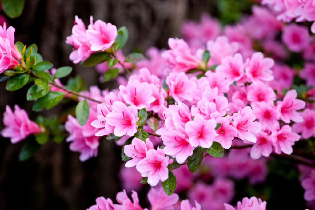 La bellezza dei fiori semplici di azalea