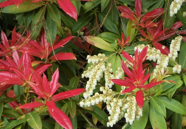 Pieris japonica