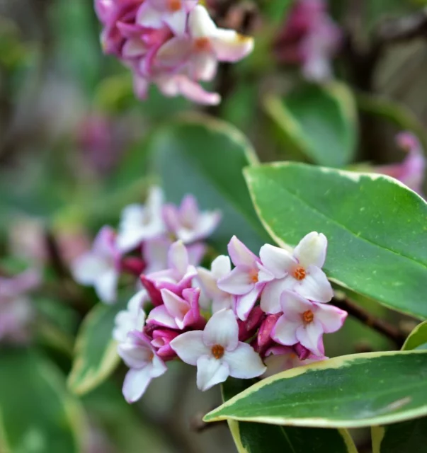 Daphne odora 'Aureomarginata'