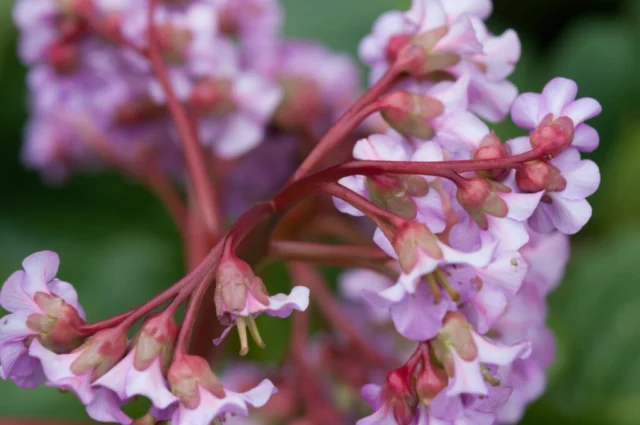 Fiori di Bergenia purpurascens