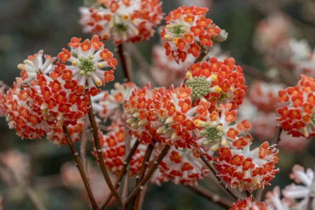 Fiori della cultivar 'Red Dragon'