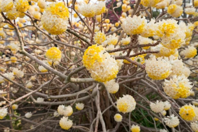 Arbusto di Edgeworthia chrysantha in fioritura