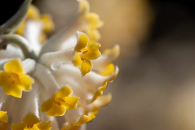 macro dei fiori di Edgeworthia chrysantha