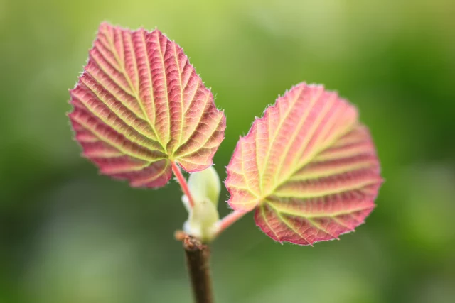 La bellezza delle foglie nuove