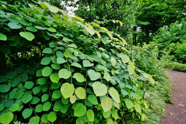 Il bel fogliame di Corylopsis pauciflora