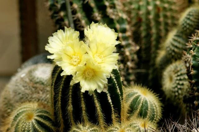 Notocactus sp.