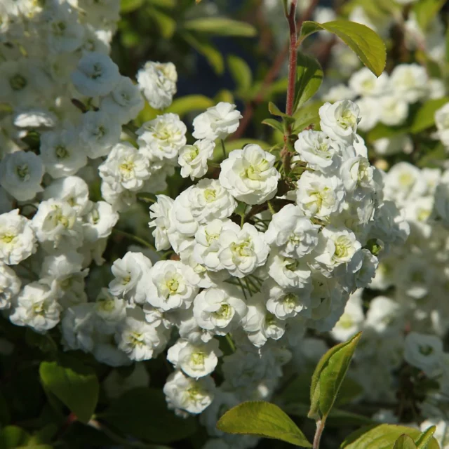 Spiraea prunifolia 'Plena'