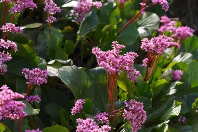 Fioritura di Bergenia stracheyi