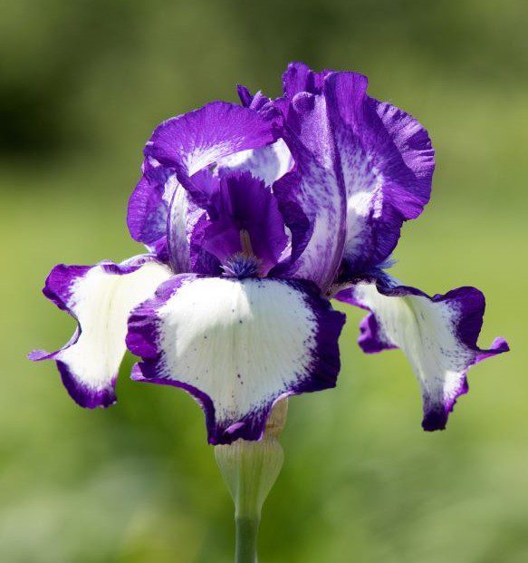 Iris in fioritura
